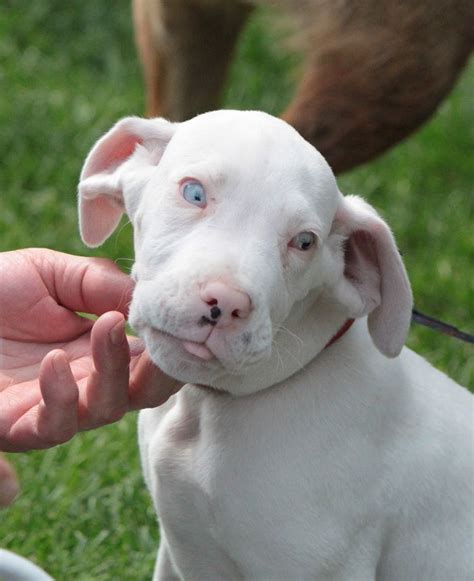 Bringing great dane puppies into the world is a powerful experience. double merle harlequin Great Dane puppy | SQUEE ...