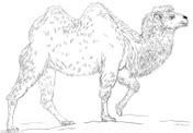 Check spelling or type a new query. Camels coloring pages | Free Coloring Pages