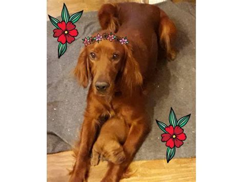 These pictures will show what our puppies will look like at different ages. Irish Setters in Nacogdoches, Texas - Puppies for Sale Near Me
