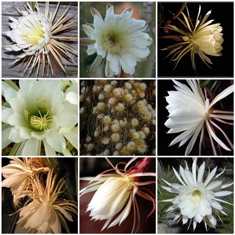 Getting a cactus to bloom may be difficult and take a lot of time, but it is not impossible! 50 Natives: New Mexico - Peniocereus greggii ...