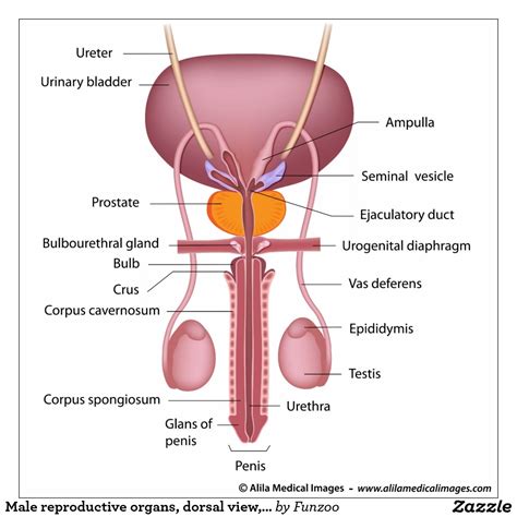 Editable vector illustrator cc file (editable live text). Male Anatomy Diagram Blank / Male And Female Reproductive ...