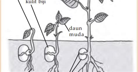 Hal itu disebabkan pertumbuhan hipokotilnya sangat sedikit atau tidak memanjang sama sekali. 20+ Ide Gambar Sketsa Kacang Tanpa Kulit - Tea And Lead