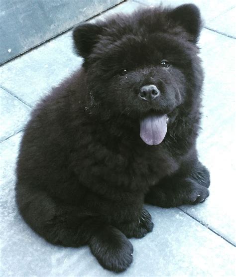 All of our beautiful fur babies are up to date on shots, have a microchip and a one year health warantee. Chow Chow Puppies For Sale | Las Vegas, NV #337586