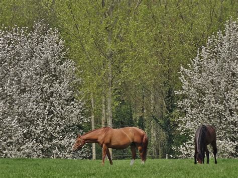 Dit kunstwerk is een project van kunstenaar frits jeuris in samenwerking met regionaal landschap haspengouw. fotorantje: tranendreef