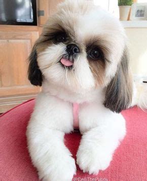 Shih tzus are one of the most affectionate and lovable dog breeds out there. Maltese Shih Tzu Poodle Price In India