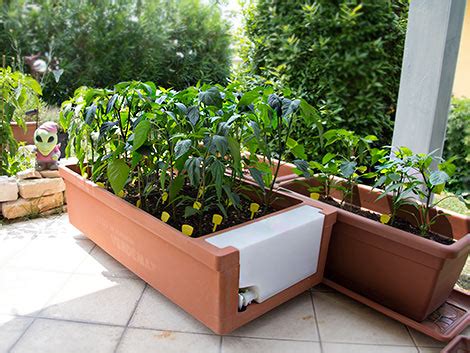Das beliebte scharfe gemüse hat mehrere namen. Urbaner Chili-Garten mit dem Verdemax | Pepperworld