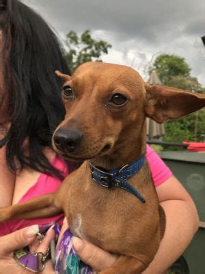 Petsinc is a nonprofit, pet rescue and adoption organization proudly serving the midlands of south carolina since 1991. Adopt Maddi a Chiweenie, Miniature Pinscher | Female ...