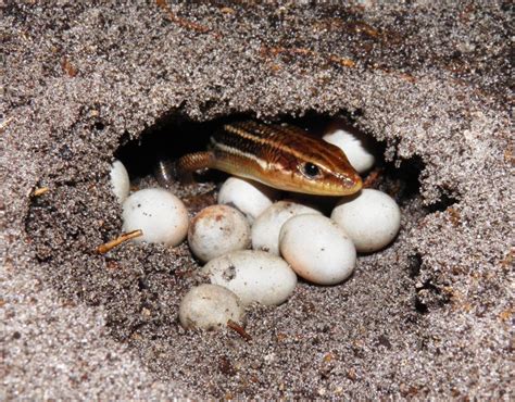 How to become an egg donor in florida? Natural Wonders of the Beach in August - Lemon Bay Conservancy