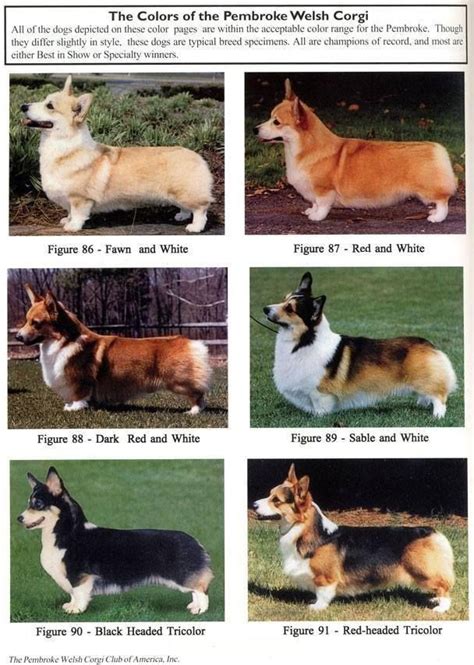 The Colors of Pembrokes | Pembroke welsh corgi puppies ...