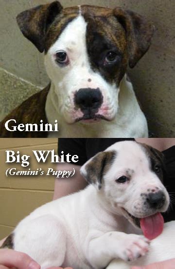 Departures and arrivals are scheduled frequently. Meet the Ann Arbor.com Adoptable Pet of the Week: Gemini