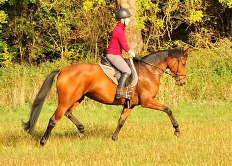 Mit jedem outfit lassen sie sich kombinieren, keinem kleidungsstil sind sie fremd. Verkäufliche Reitpferde (Trakehner / Oldenburger) - Gestüt ...