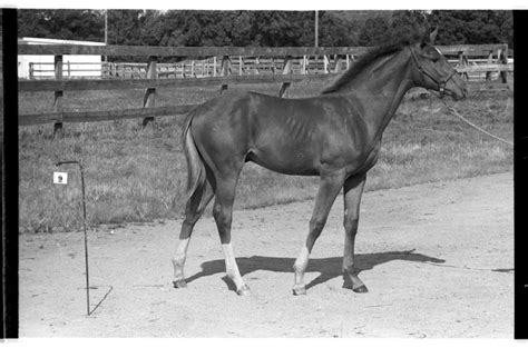 Quality, integrity, and independence are woven into every aspect of our work. Penny Chenery's t'bred to help fete Secretariat