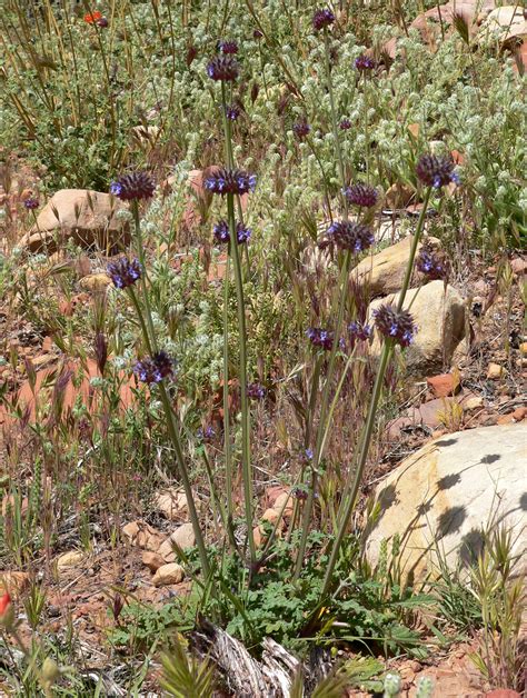 If you specify a location in the search or create an account and specify a default location, the plant list will be location aware and show plants with growing areas in your. Salvia columbariae Images - Useful Tropical Plants