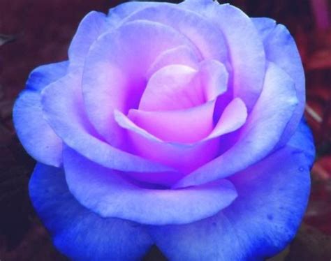 In a sense, though, purple roses have been around since the 1800s. Violet Blue Rose | blue and purple rose | Rose bush seeds ...