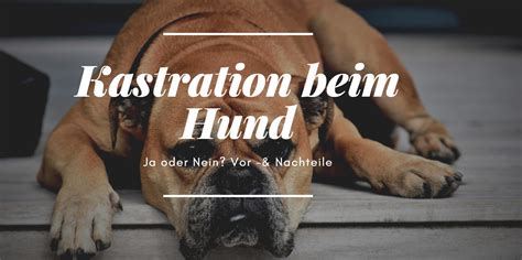 Darüber hinaus kann eine gelbkörperschwäche (hypoluteinismus, syn. Hundekastration - ist sie sinnvoll und wann wird sie ...