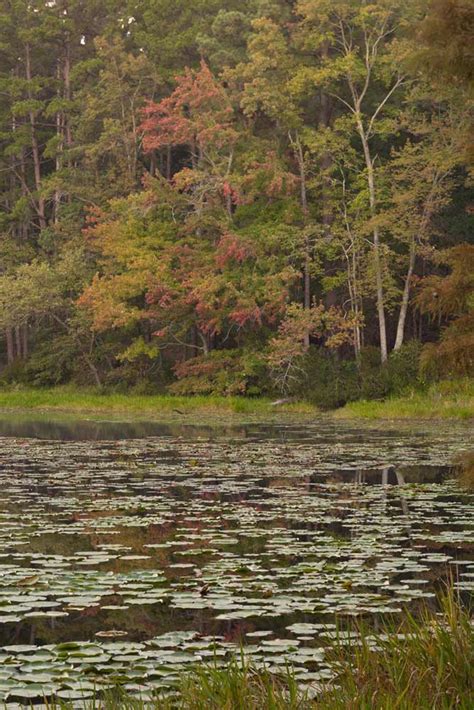 Maybe you would like to learn more about one of these? Daingerfield State Park History — Texas Parks & Wildlife ...