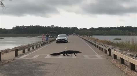 How do you make a bicycle on animal crossing ds? Alligator uses crosswalk at SC state park | wltx.com