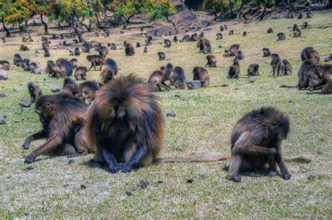Baboon | african animals for kids. Field of Baboons in Ethiopia | Baboon, Animals, African animals