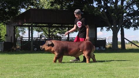 Attitude ego x maverick x super monster. Southern Gold Sires - Right One - YouTube