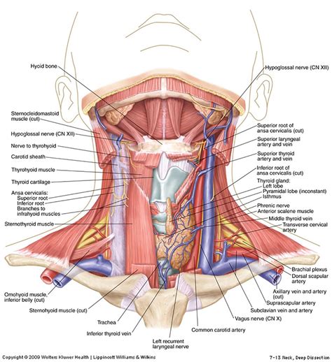 The thyroid gland is a single midline endocrine organ in the anterior neck responsible for thyroid hormone production which lies in the related radiopaedia articles. Neck Diagram (ANATOMICAL)