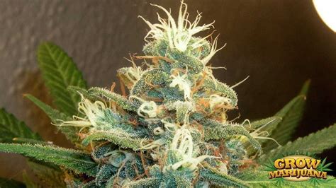 Viparspectra is back with their traditional black and green color scheme. White LSD Auto Seeds - Strain Review | Grow-Marijuana.com
