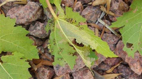 Check out our small grape leaf selection for the very best in unique or custom, handmade pieces from our shops. Clean grape leaves at base to rid plant of skeletonizer ...