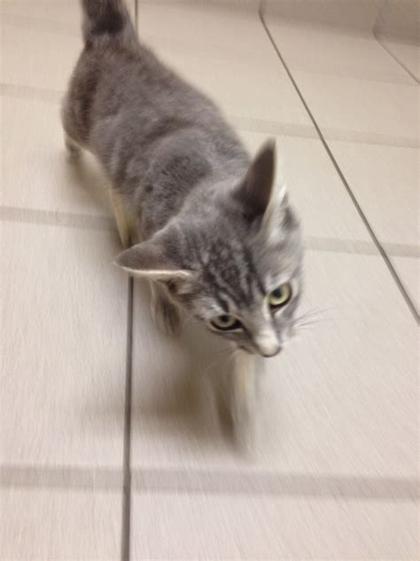 See more ideas about cat tail, cats, car accessories. Diary of a Real-Life Veterinarian: Kitten Head Tilt? Maybe ...