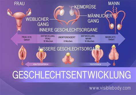 In den weiblichen geschlechtsorganen laufen eine vielzahl von prozessen unter hormonellem einfluss ab. Fortpflanzungsprozess