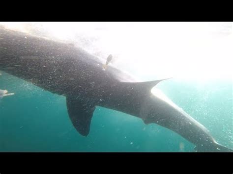 Peggy's cove nova scotia canada atlantic ocean boat fishing shark attack bite. Great white sharks tagged off Nova Scotia coast - YouTube