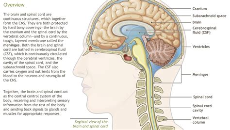 This diagram shows the components of the central nervous system. Understanding the Anatomy of the Nervous System-A.D.A.M ...