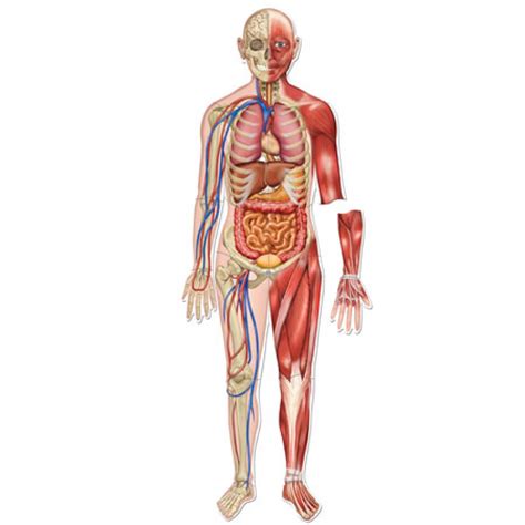 You can click the image to magnify if you cannot see clearly. Human Body Organs Unlabeled Diagram - Human Anatomy