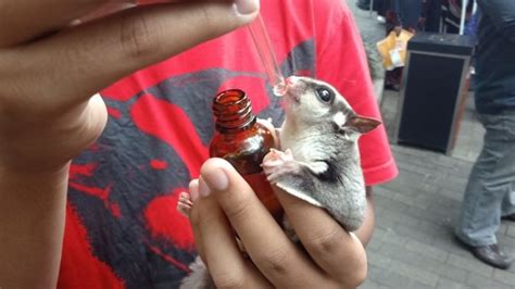Dengan menggunakan hashtag #sugarglider maka kalian akan melihat ratusan bahkan ribuan foto sugar glider yang di upload para owner. Sekilas tentang Sugar Glider, Hewan Kecil yang Menggemaskan Halaman 1 - Kompasiana.com