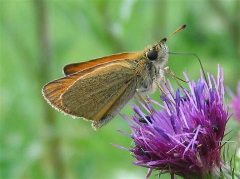 In einem kommentar spricht rainer, df2nu darüber, warum u.a. File:Thymelicus lineola.jpeg - Wikimedia Commons