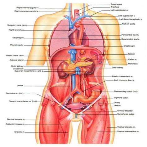 Learn more about the composition, form, and physical adaptations of the human body. Diagram Female Anatomy Photos Female Lower Abdominal ...