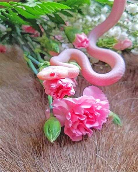 Alibaba.com offers 4,868 flower snake products. Pink Snake With Flowers - NEW Paint By Number - Numeral Paint