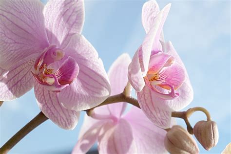 We did not find results for: Fiore Giallo Simile All Orchidea : Fiori Simili Alle Orchidee