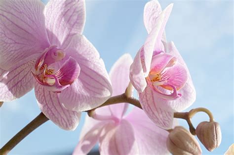 Quest'orchidea gialla è un regalo che non può lasciare indifferenti, ideale per donare luminosità agli. Fiore Giallo Simile All Orchidea : Fiori Simili Alle Orchidee