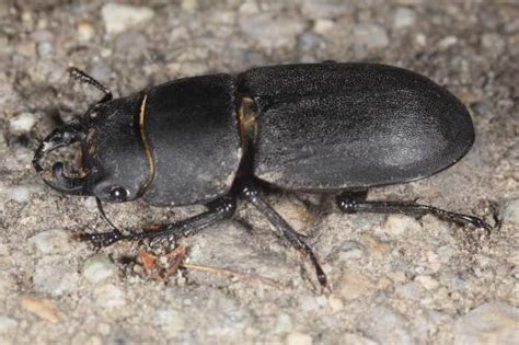 Pièce buccale paire des crustacés et des insectes, située en avant des mâchoires. Dorcus parallelipipedus Insecte noir et grosses ...