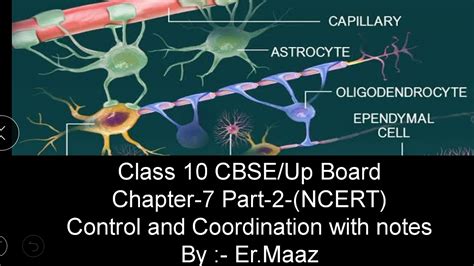 The nervous system is divided into two major regions: Nervous system class 10 (chapter-2 control and ...