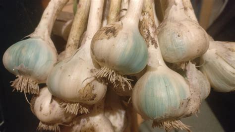 This garlic from my garden that turned blue in the sun. : mildlyinteresting