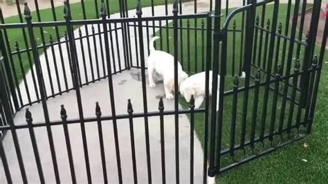 Our pups are not only sold in minnesota (mn) but also wisconsin (wi), iowa (ia), south dakota (sd), north dakota (nd), georgia (ga), south carolina (sc), north carolina. White Labrador puppy for sale - YouTube