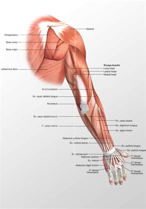 From the arm muscle diagram above, the muscles of the arm that can be seen easily on the surface include biceps, triceps, brachioradialis, extensor carpi radialis longus, and deltoid. Arm Muscles Diagram Posterior : Related posts of shoulder ...