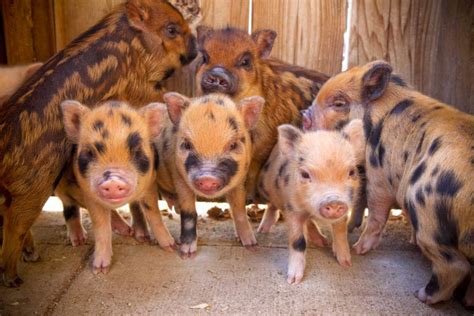 Home about us queens honey & candles dove releases contact welcome to greenbrier honey farm. Pigs for Sale - Honey I Shrunk the Pigs | Pigs for sale ...
