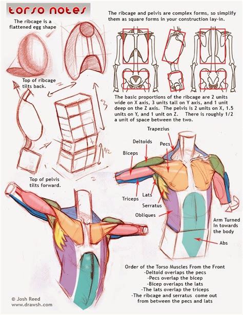 7 недель ramon alexander hurtado on instagram: Drawsh: Torso Notes | Anatomy tutorial, Anatomy sketches ...