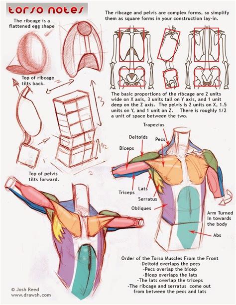 Rey is passionate about anatomy and his love for the subject matter is infectious to all artists who study with him. Drawsh: Torso Notes | Anatomy tutorial, Anatomy sketches ...