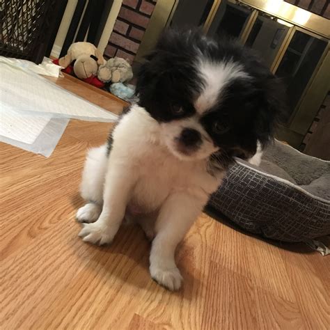 Puppies will be up to date on wormings and vaccinations and will be socialized and started with potty training. Japanese Chin Puppies For Sale | Bradenton, FL #305111