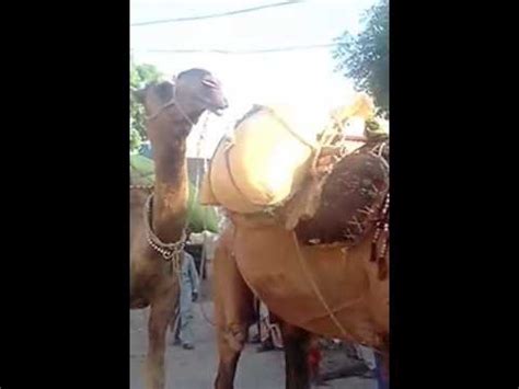 Viewers take a walk down memory lane when tag team pops up and sings its as our world constantly transforms, we welcome new trends; GEICO Hump Day new Camel Commercial Happier than a Camel ...