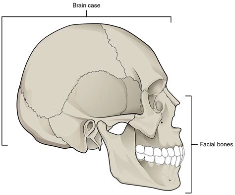 Learn about anatomy skull with free interactive flashcards. The Skull - Anatomy & Physiology