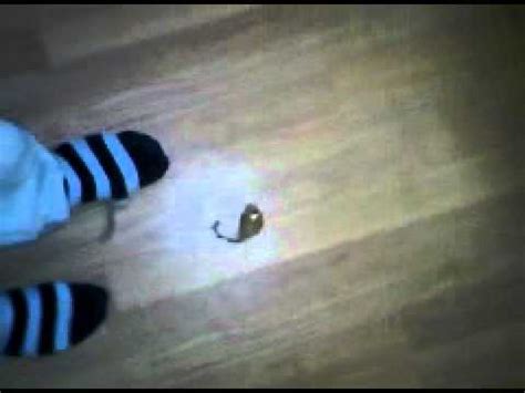 I stomped on a mouse to kill it. stomping a toy mouse - YouTube