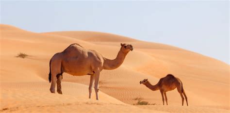 Also, camels should be much better suited to desert travel (endurance especially), but in the game, every the difference in speed is a perception thing, since you sit higher on a camel. Domestic Animals - WhatMaster